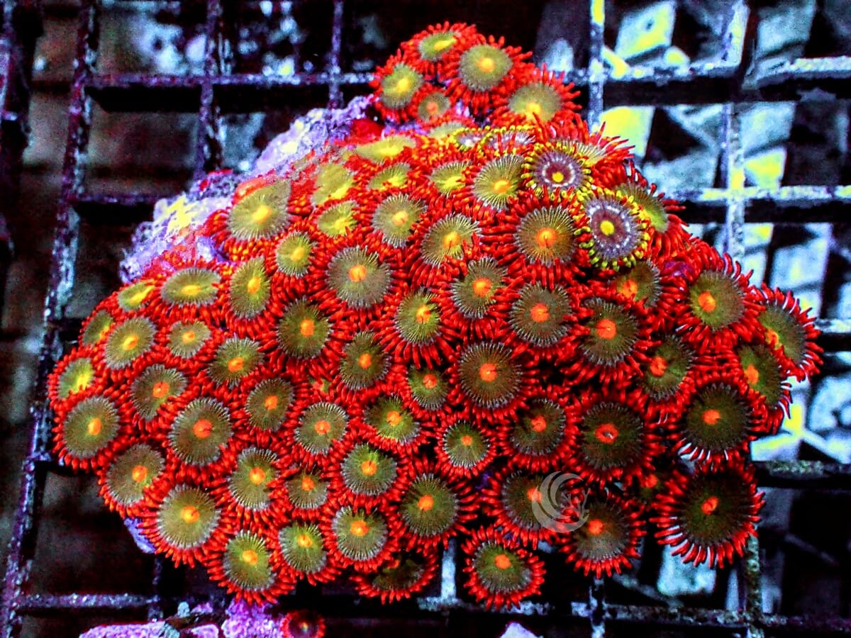 Ultra Zoanthid Combo