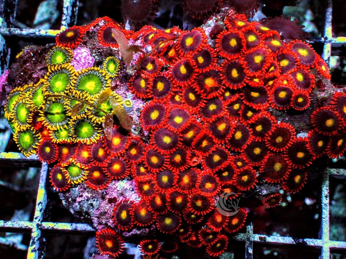 Ultra Zoanthid Combo