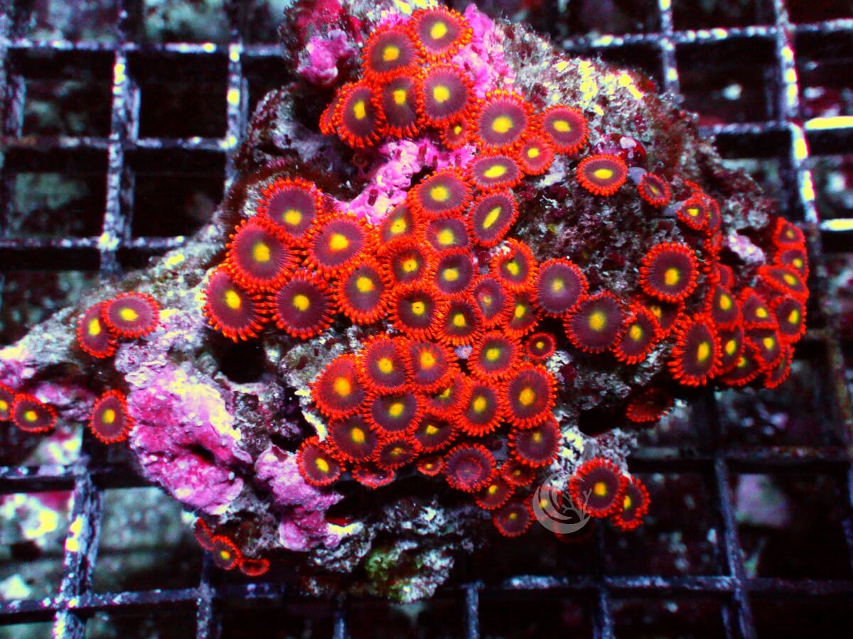 Ha'Apai Zoanthids