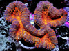 Haunted Halloween Lobophyllia