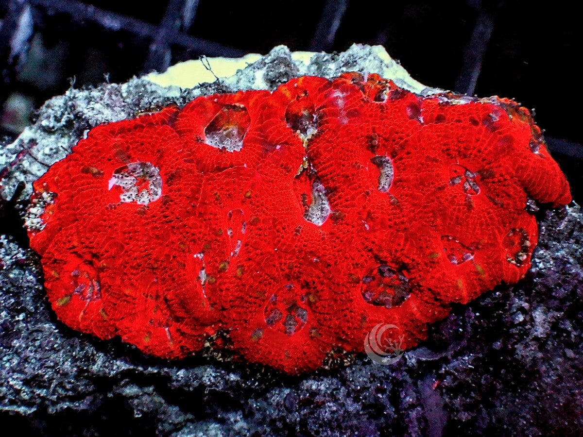 RARE Red Micromussa amakusensis