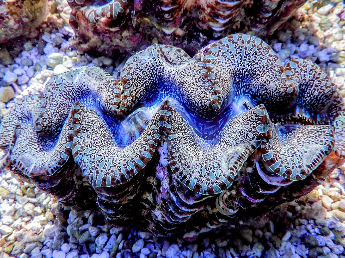 RARE Ultra Snakeskin Teardrop