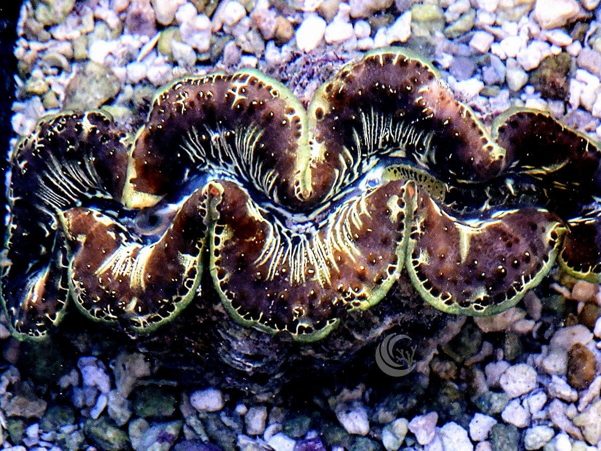 Green Tiger Striped Maxima