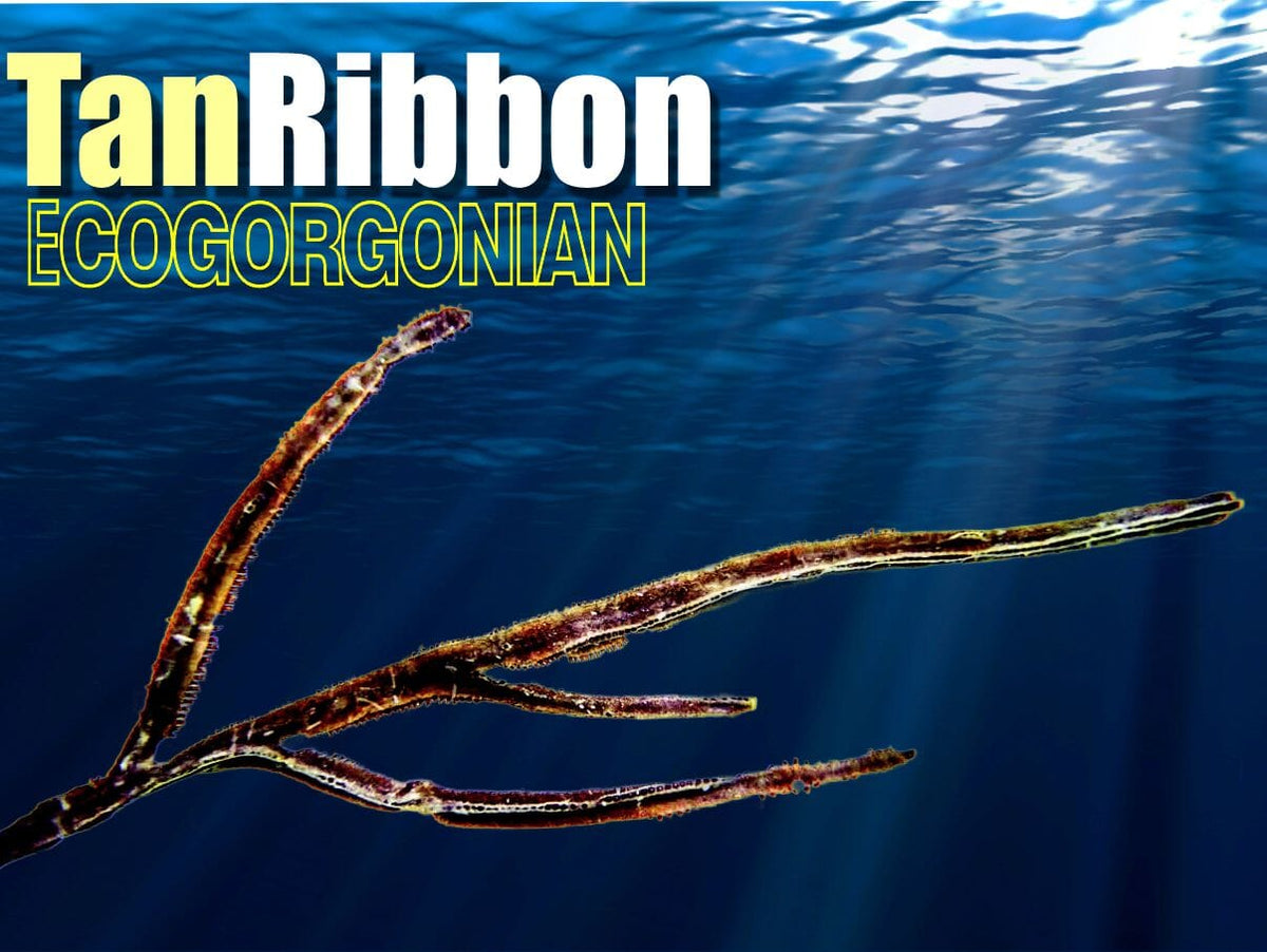 Tan Ribbon Photosynthetic Gorgonian