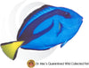 Blue Tang