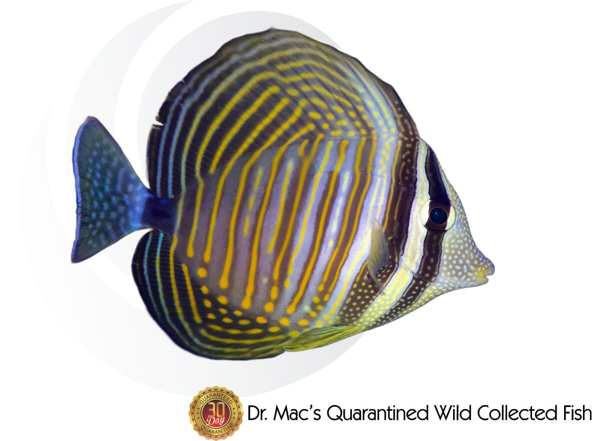 Desjardins Sailfin Tang
