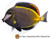 Large Powder Brown Tang