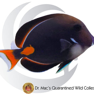Achilles Tang (Acanthurus achilles) saltwater aquarium fish with deep black body, bright orange teardrop marking, white tail accents, and active reef-safe swimming behavior