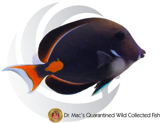 Achilles Tang (Acanthurus achilles) saltwater aquarium fish with deep black body, bright orange teardrop marking, white tail accents, and active reef-safe swimming behavior