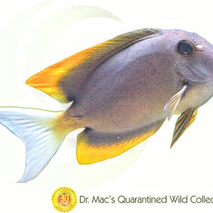 Orange Fin Tomini Tang (Ctenochaetus tominiensis) saltwater aquarium fish with dark body, orange-tipped fins, yellow tail highlights, and active reef-safe grazing behavior