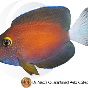 White Tail Tang (Ctenochaetus flavicauda) saltwater aquarium fish with dark purple-black body, bright white tail, yellow eye ring, and active reef-safe grazing behavior
