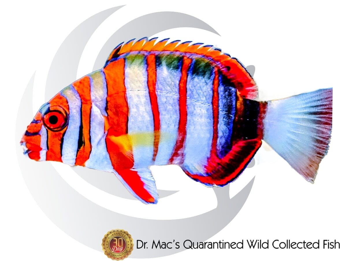 Australian Harlequin Tuskfish