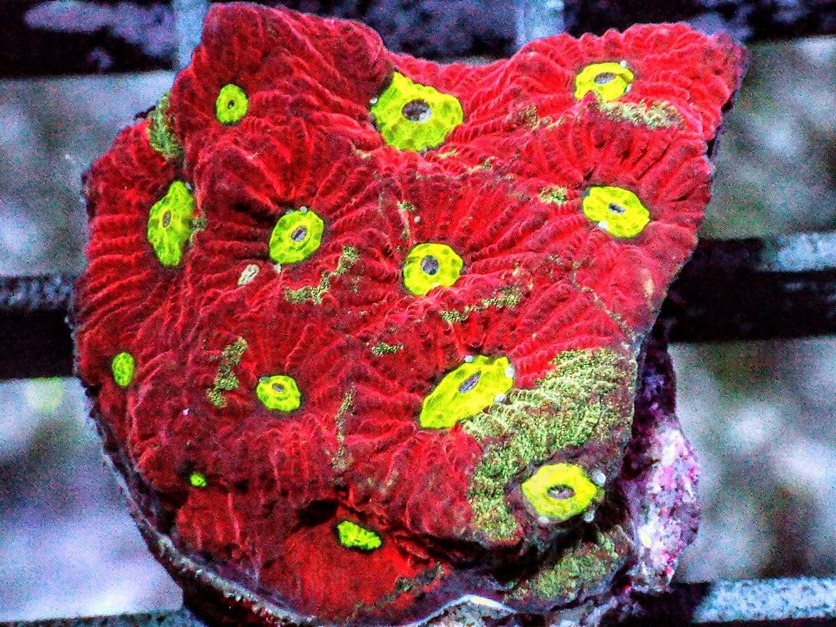 Rainbow War Coral Favites