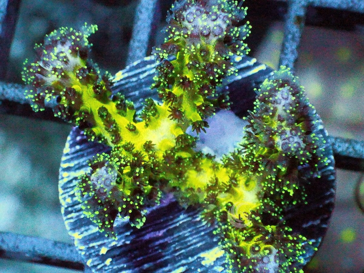 Green Polyp Bird's Nest