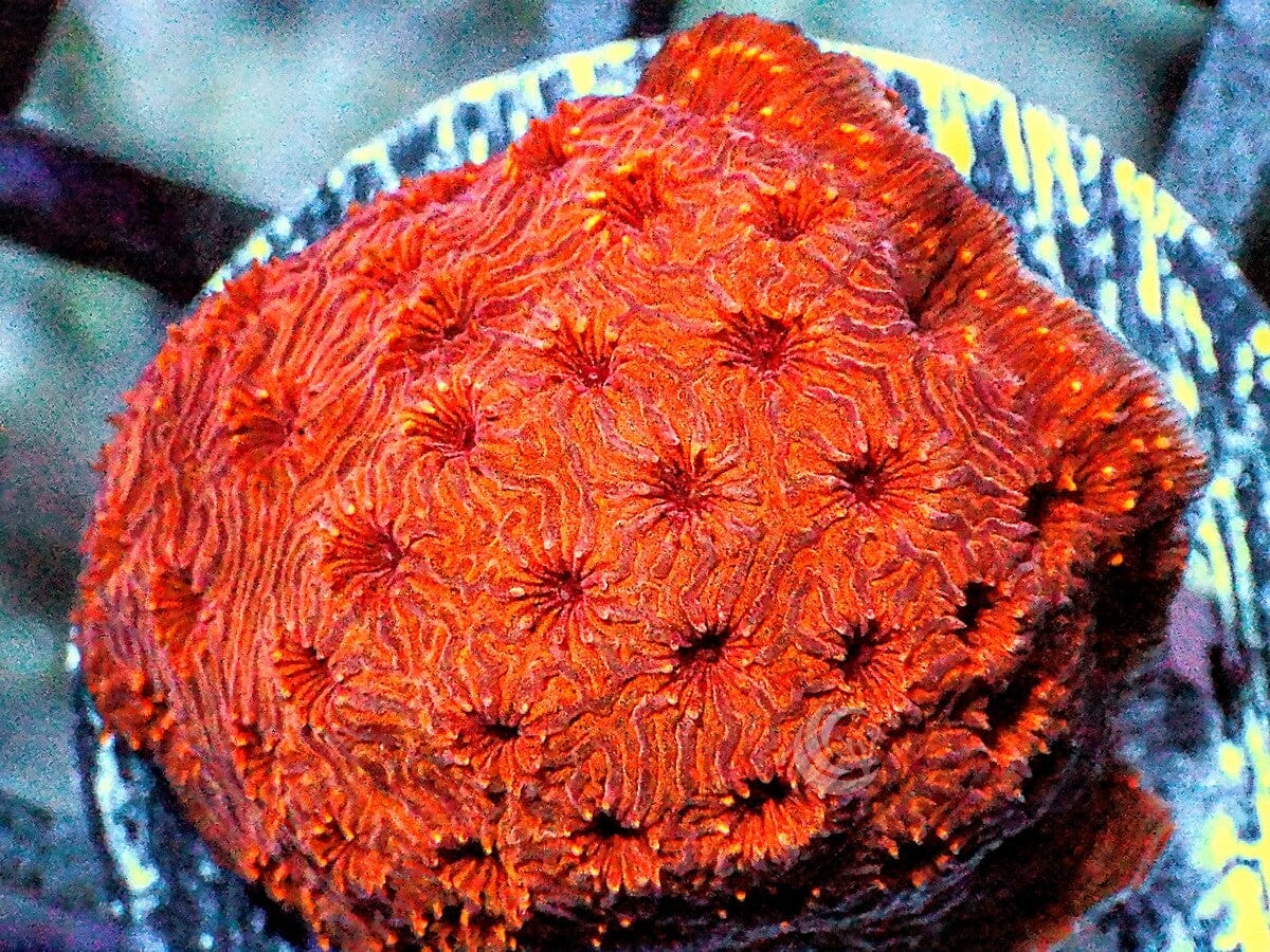 Metallic Orange Pavona maldivensis