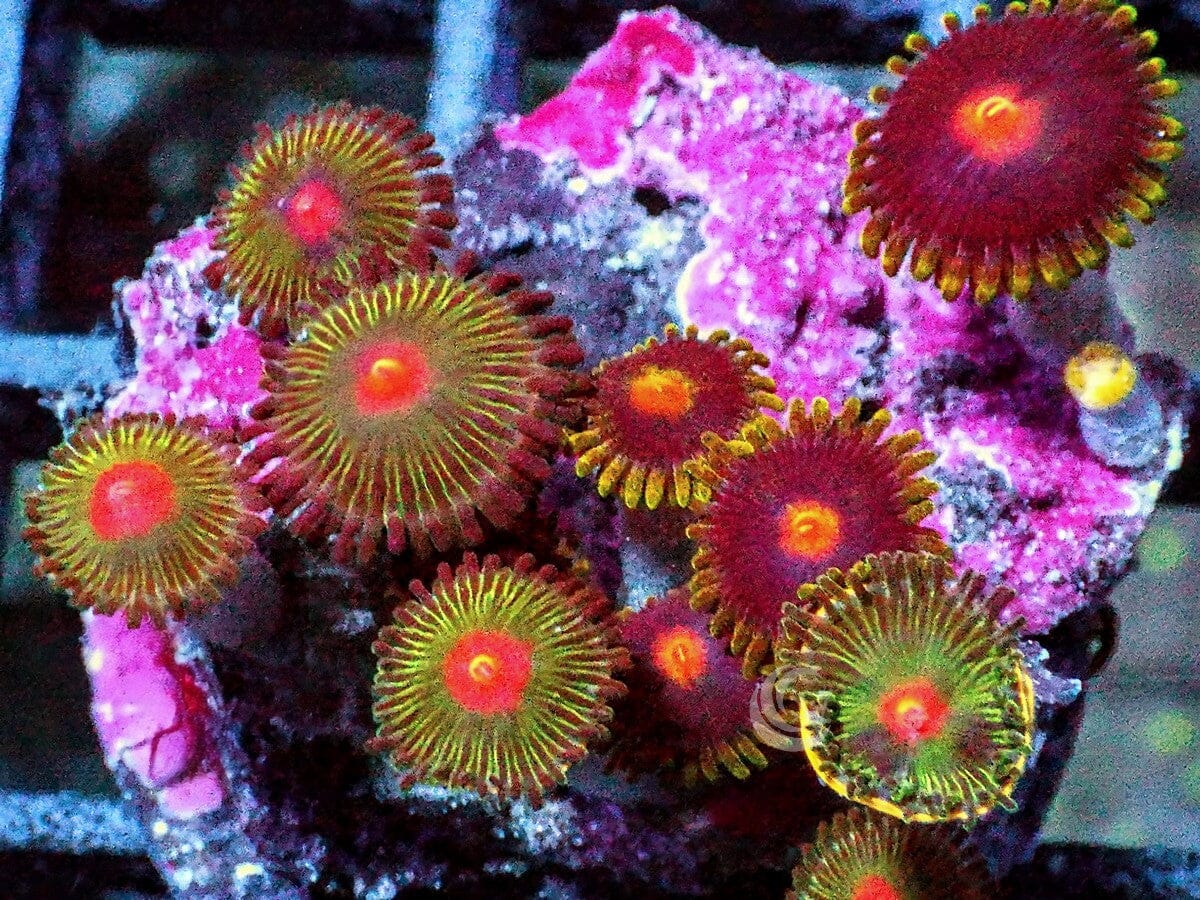 Mixed zoanthids