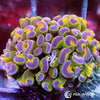 WYSIWYG Branching Hammer - Multicolor