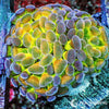 Ultra WYSIWYG Branching Hammer - Multicolor