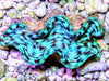 Blue Cultured Squamosa Clam