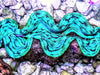 Blue Cultured Squamosa Clam