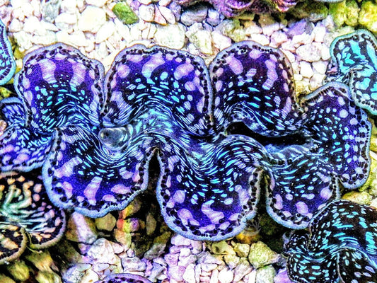 Ultra Cultured Maxima Clam