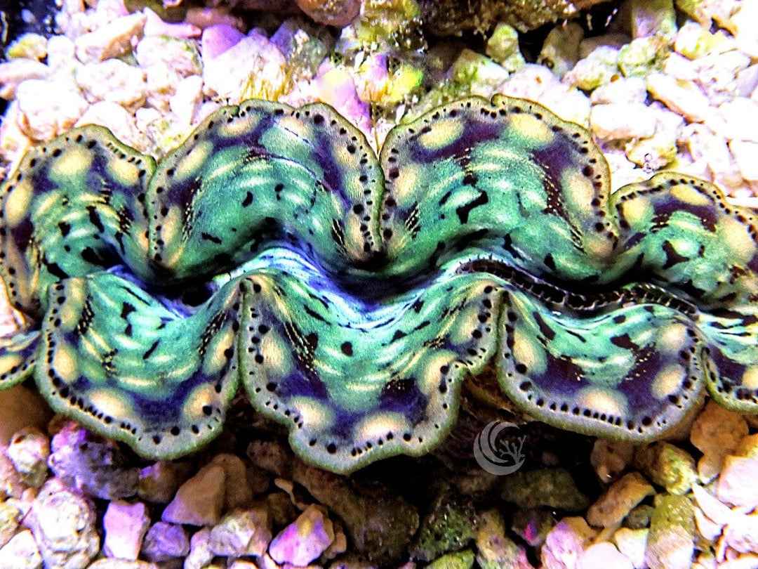 Ultra Cultured Maxima Clam