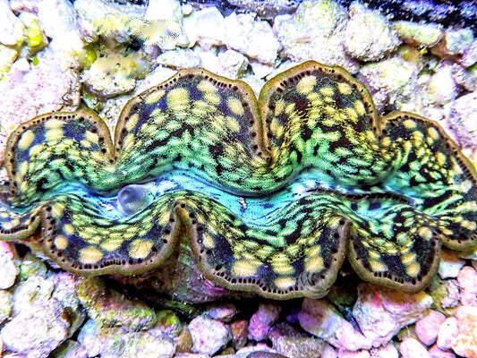 Ultra Cultured Maxima Clam