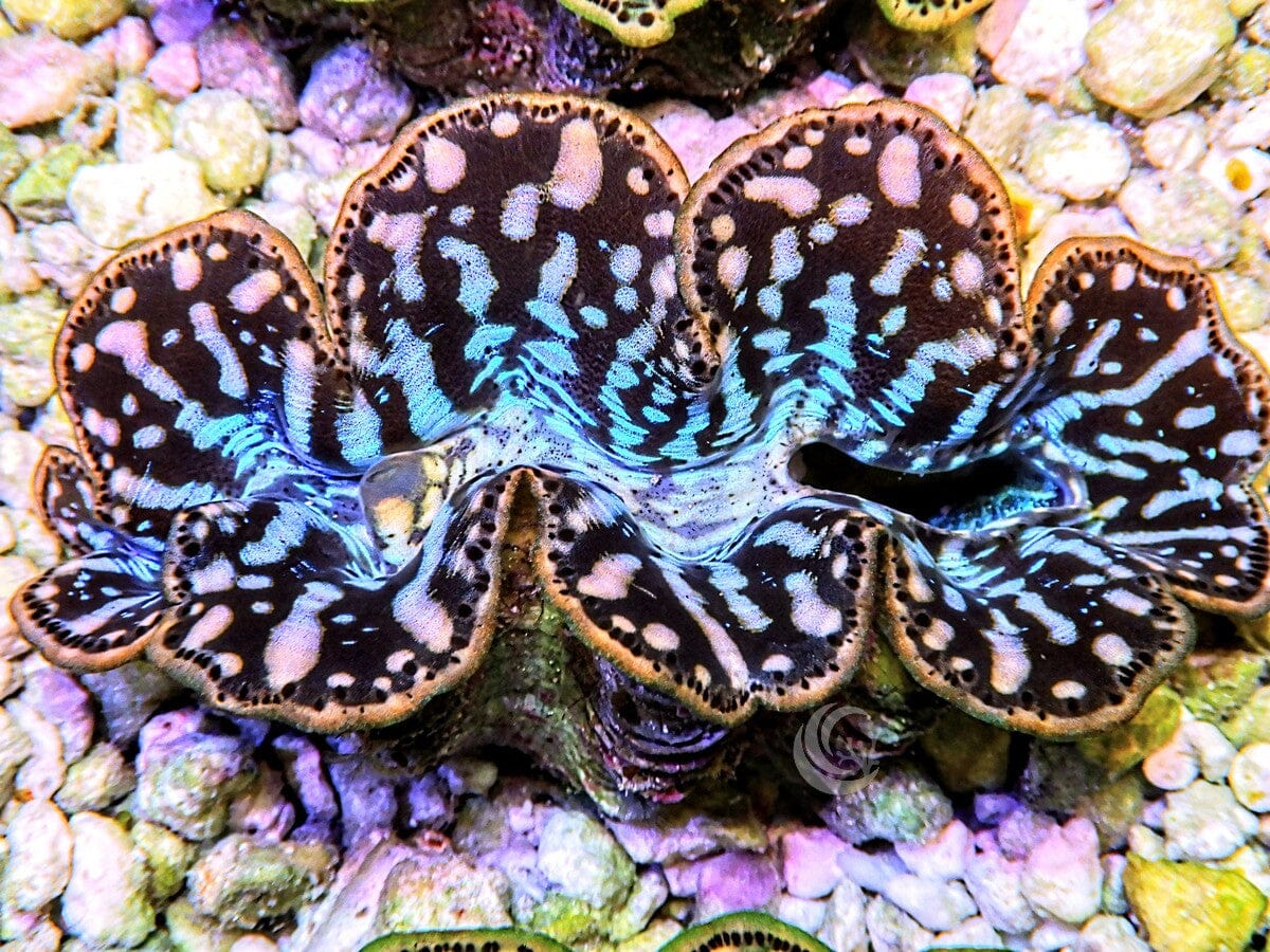 Ultra Cultured Maxima