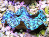Blue Cultured Squamosa Clam