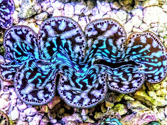 Ultra Cultured Maxima Clam