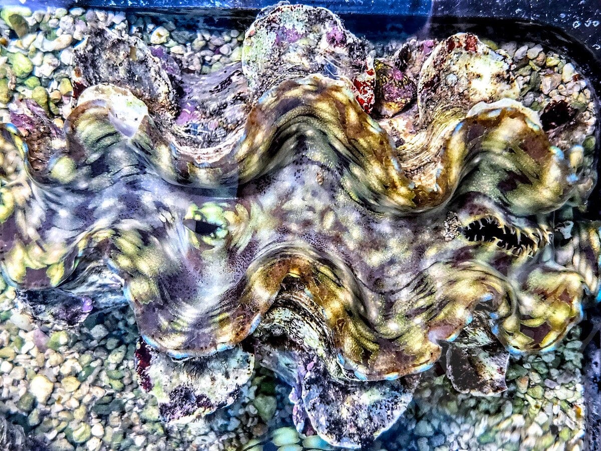 Unusual Color Squamosa Clam