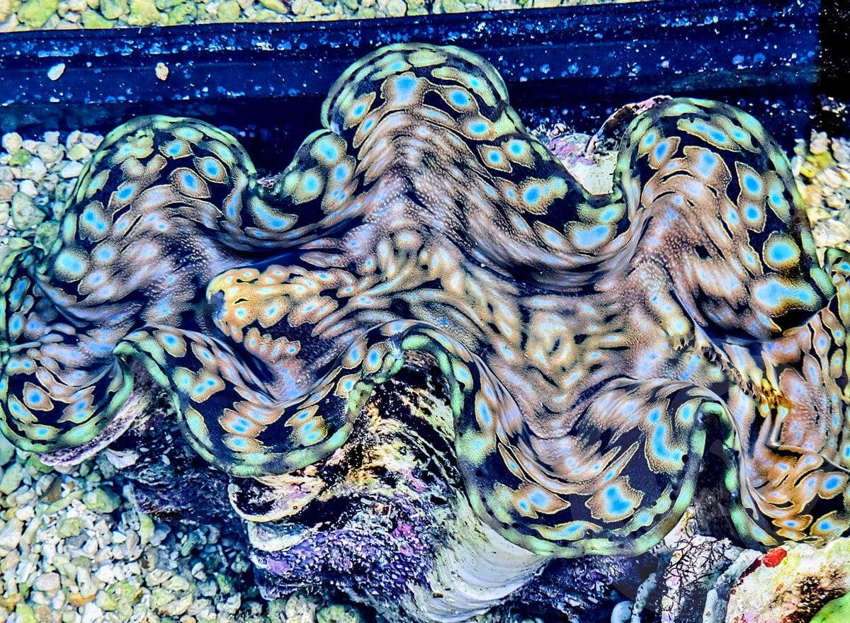 Blue Spotted Squamosa
