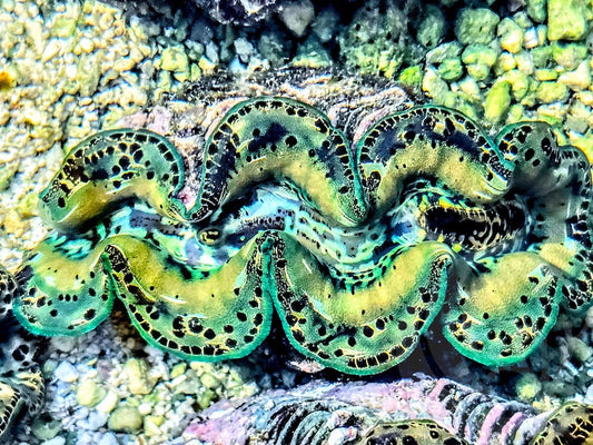 Unusual Green MultiColor Maxima 