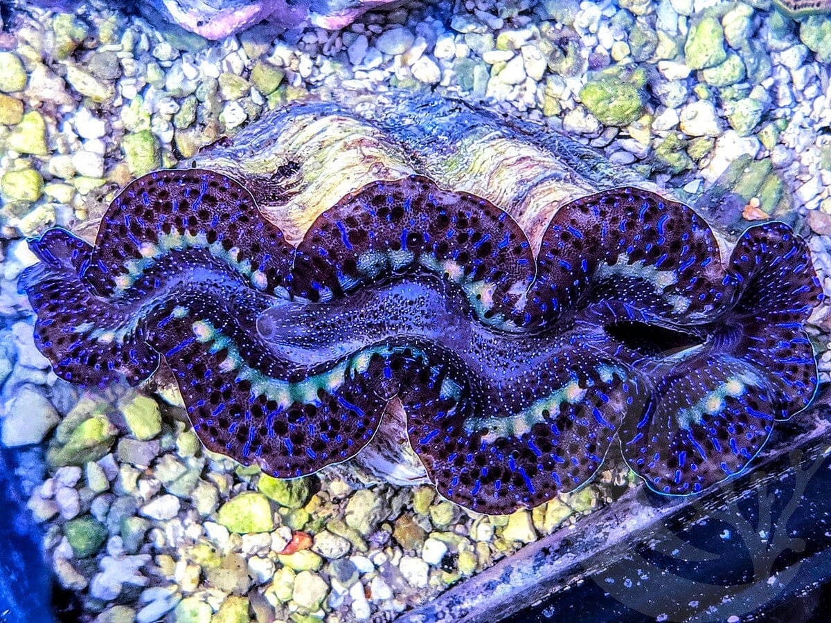 Blue Ribbon Maxima Clam