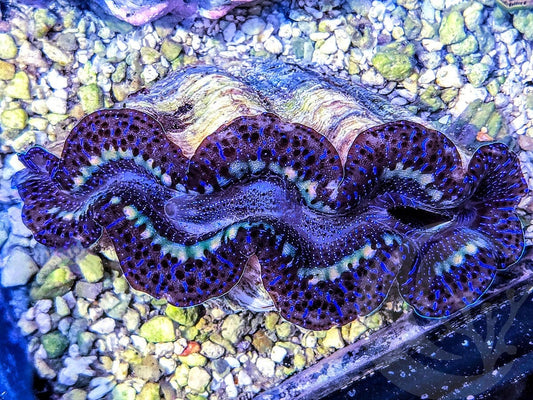 Blue Ribbon Maxima Clam