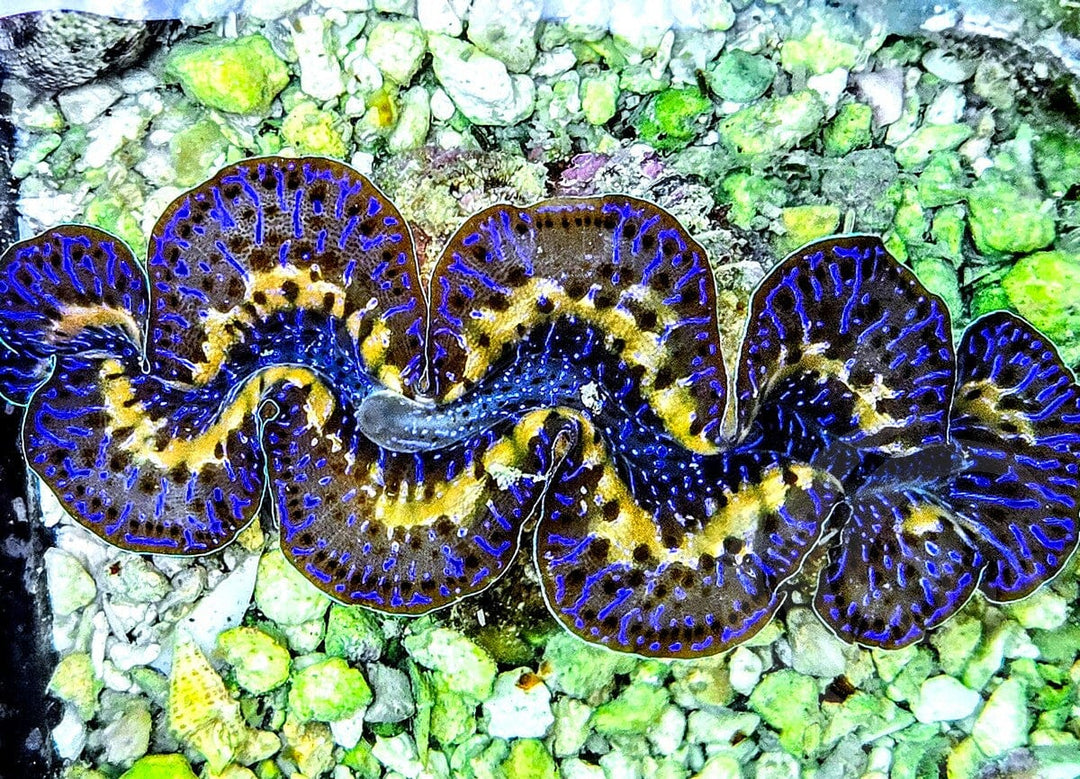 Yellow Ribbon Blue Maxima Clam