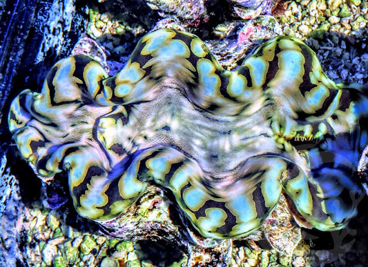 Blue Spot Squamosa