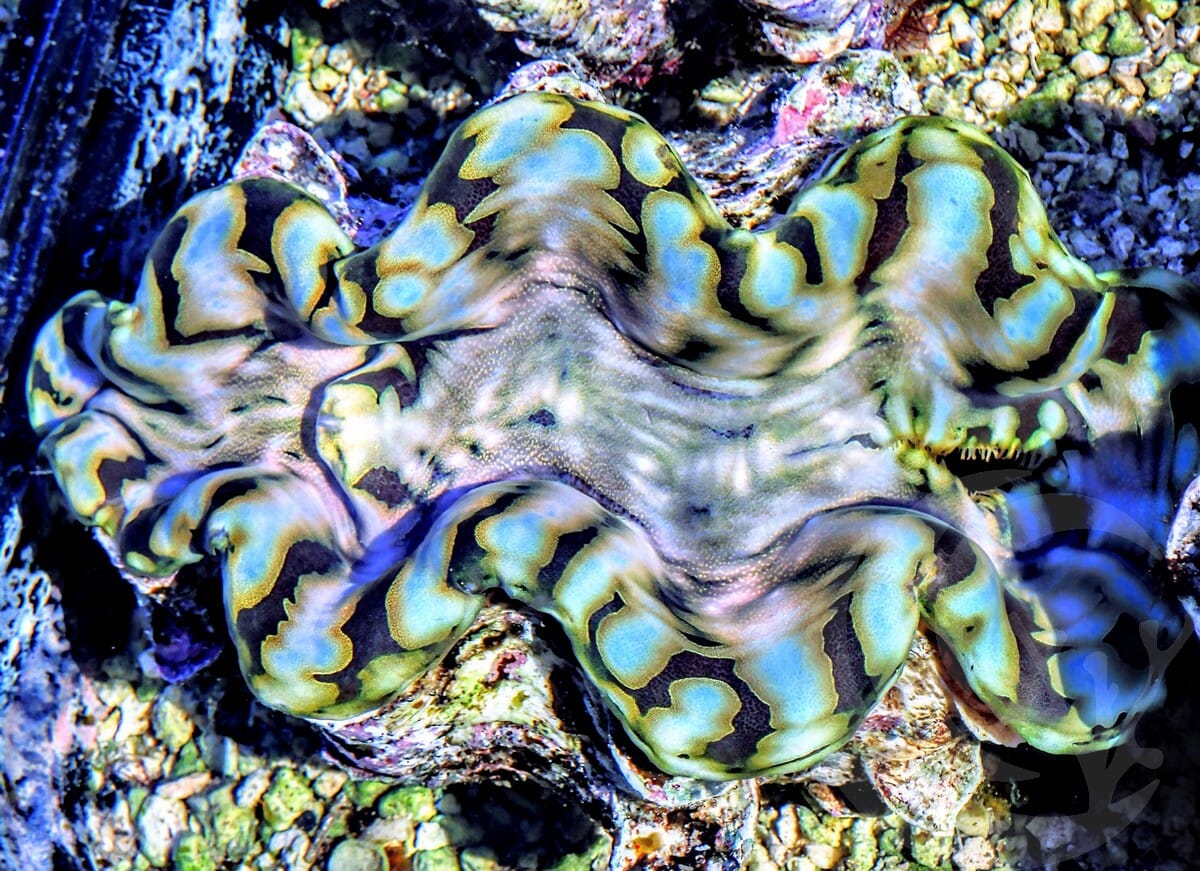 Blue Spot Squamosa