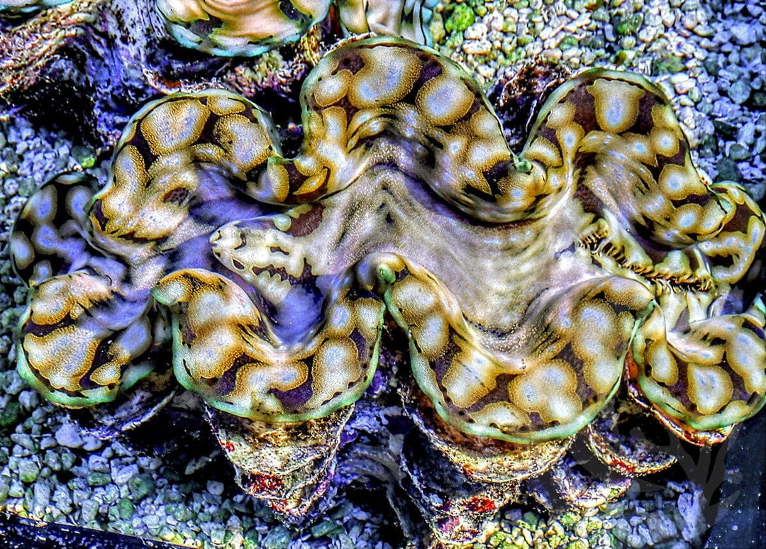 Blue Spotted Squamosa Calms