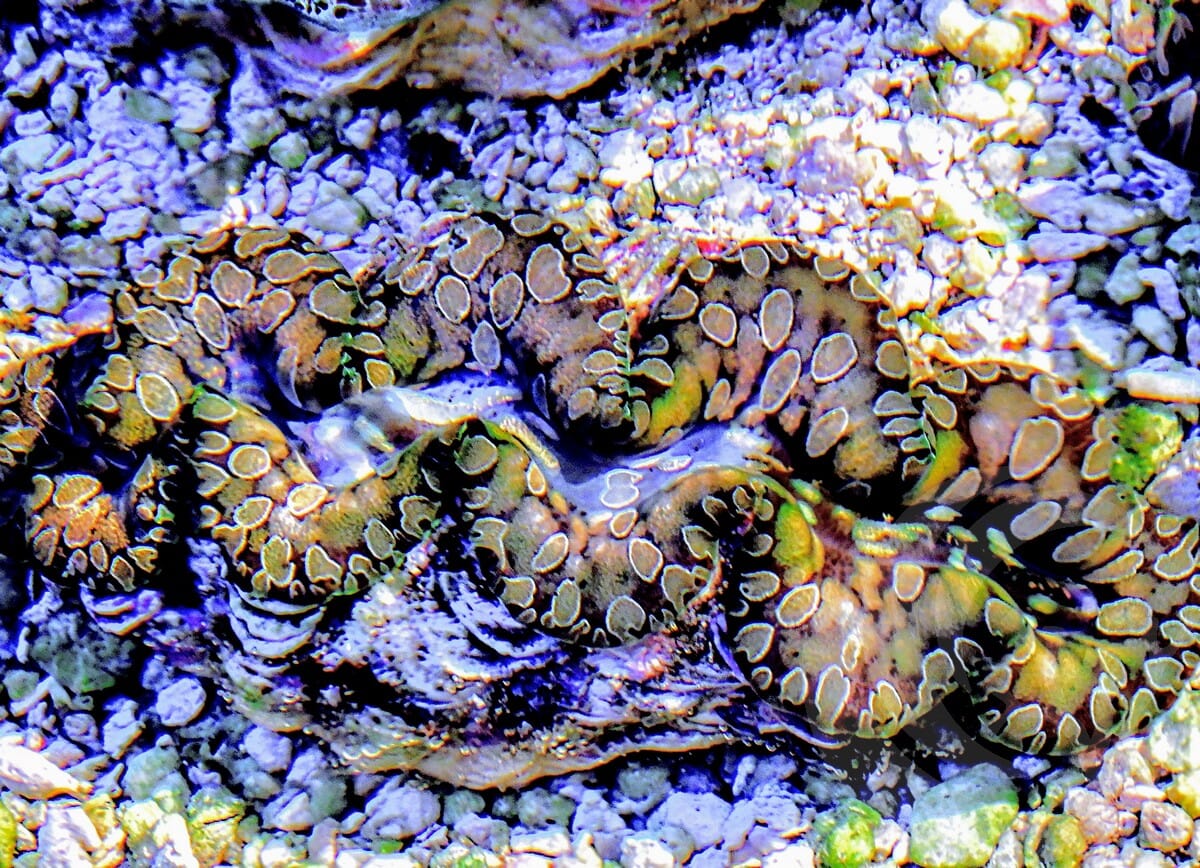 Unusual Teardrop Clam