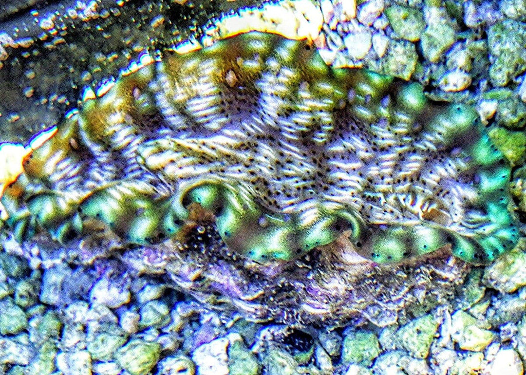 Green rim Deresa Clam
