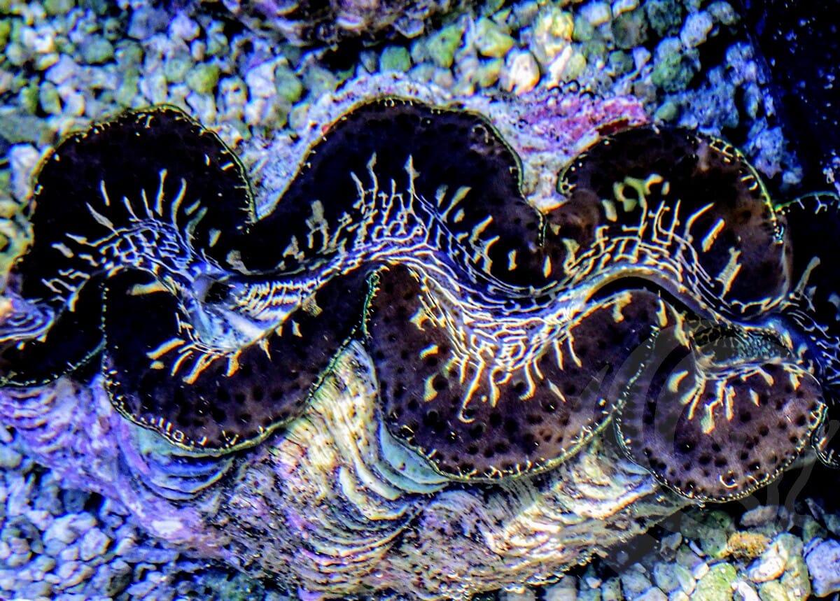 Lighting Strike Maxima Clam