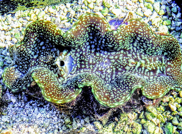 RARE Crocodile Skin Maxima Clam - Pacific East Aquaculture