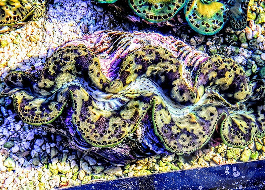 Rare Color Black Patch Maxima Clam