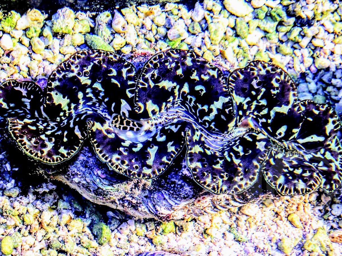 Rare Black Lightning Maxima