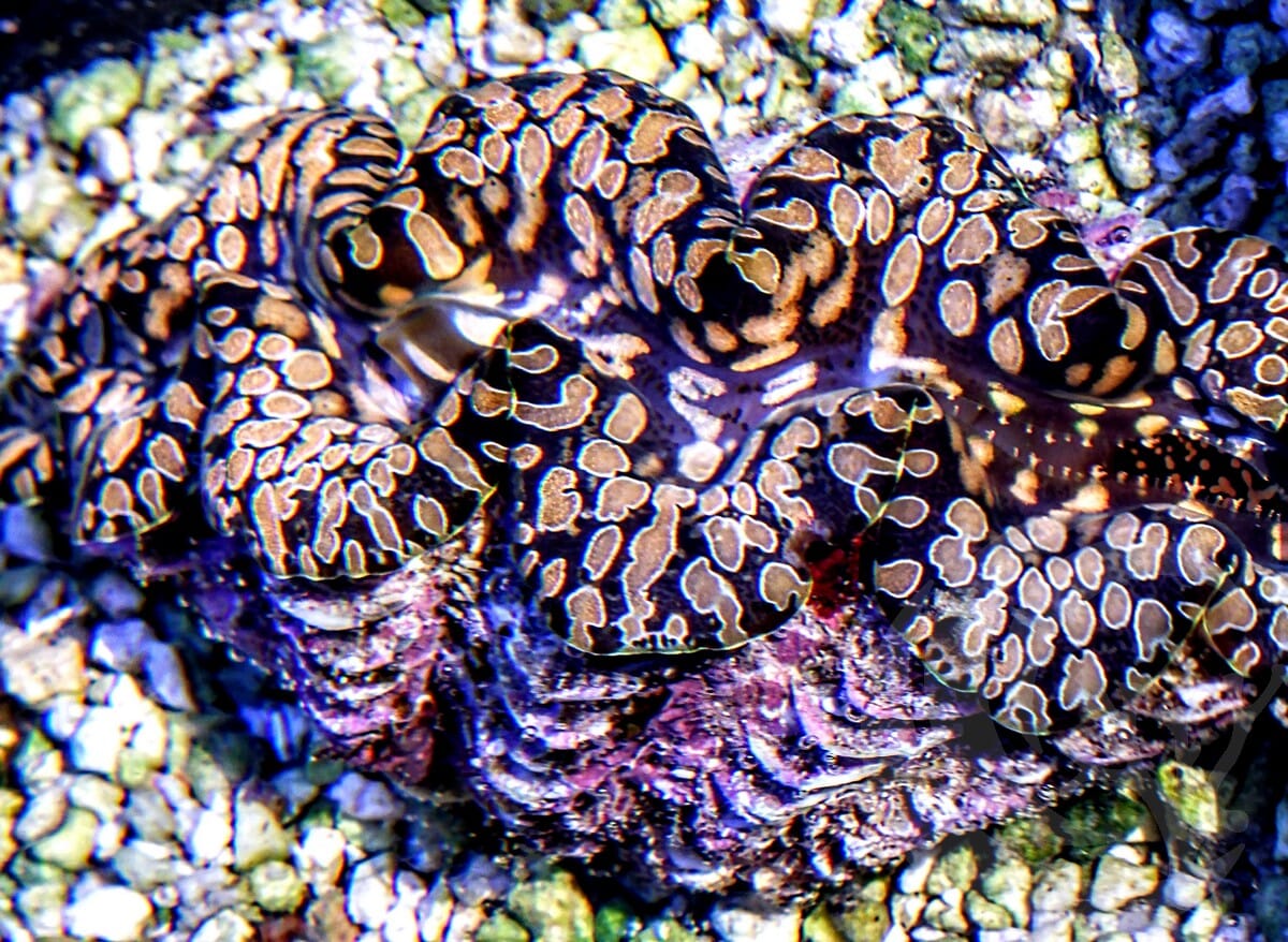 Copper Teardrop Clam