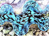 Blue Cultured Squamosa Clam