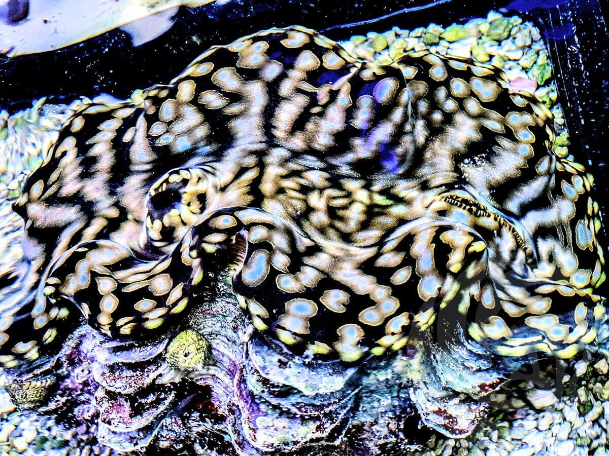 Jumbo Blue Spot Squamosa WYSIWYG Clam