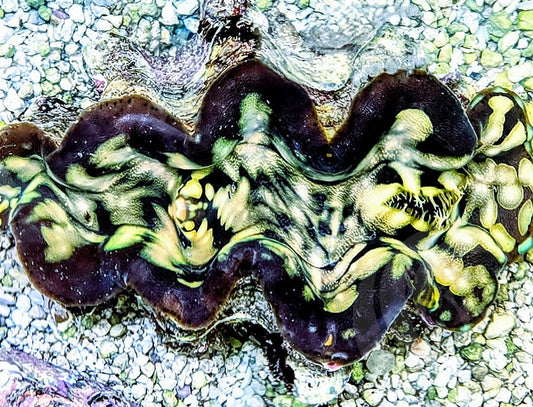 Big Bold Beautiful Squamosa