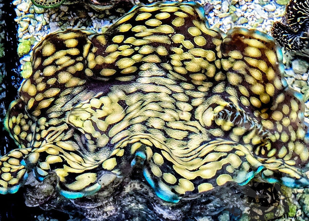 Gorgeous Blue rim Squamosa  WYSIWYG Clam